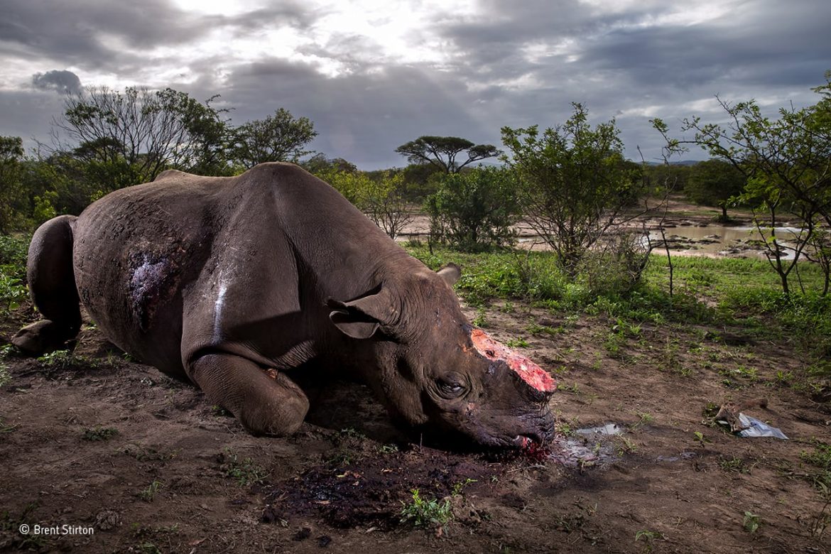 Memorial-to-a-species-©-Brent-Stirton-Wildlife-Photographer-of-the-Year.jpg