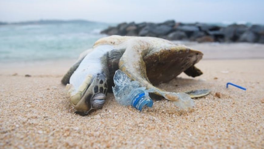 Ocean Plastic Waste Is Spreading Beyond the Oceans